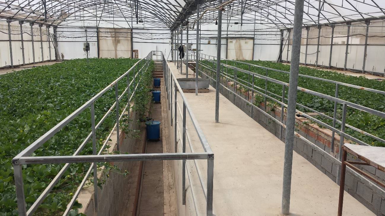 Francisco 2|Francisco 3